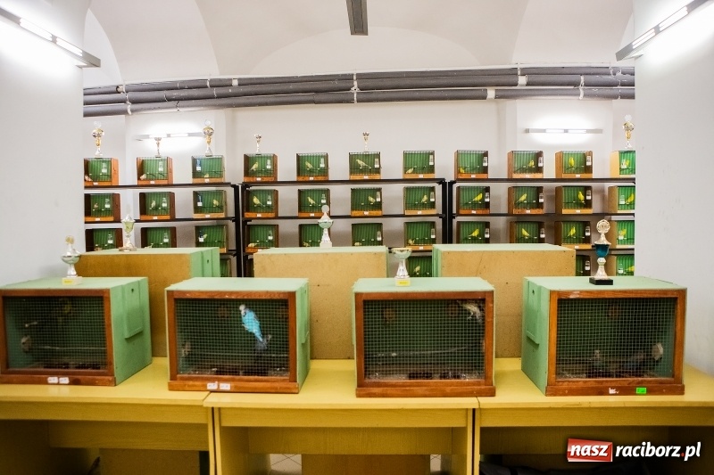 Zdjęcie w galerii na portalu naszraciborz.pl: Wystawa kanarków w byłym klubie Labirynt wiadomości z regionu