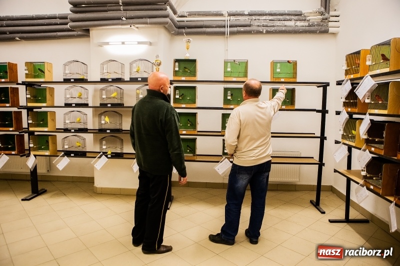 Zdjęcie w galerii na portalu naszraciborz.pl: Wystawa kanarków w byłym klubie Labirynt wiadomości z regionu