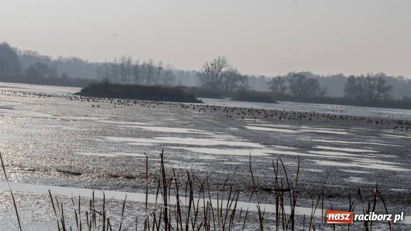Zdjęcie w galerii na portalu naszraciborz.pl: Ruszyły odłowy ryb na Łężczoku. Za ile kupimy świątecznego karpia?  wiadomości z regionu
