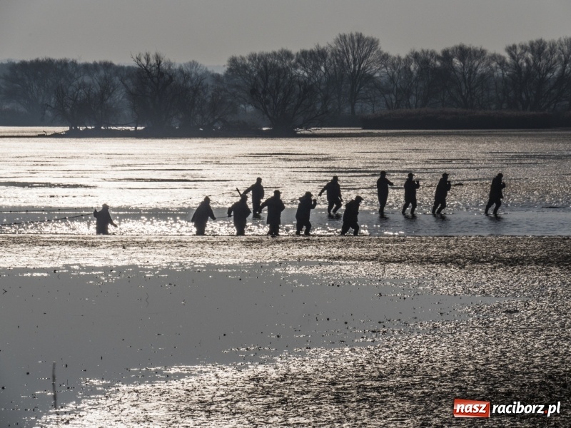 Zdjęcie w galerii na portalu naszraciborz.pl: Ruszyły odłowy ryb na Łężczoku. Za ile kupimy świątecznego karpia?  wiadomości z regionu