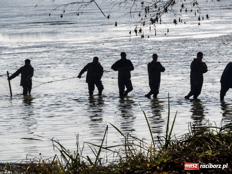 Zdjęcie w galerii na portalu naszraciborz.pl: Ruszyły odłowy ryb na Łężczoku. Za ile kupimy świątecznego karpia?  wiadomości z regionu