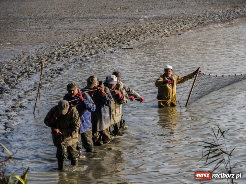 Zdjęcie w galerii na portalu naszraciborz.pl: Ruszyły odłowy ryb na Łężczoku. Za ile kupimy świątecznego karpia?  wiadomości z regionu