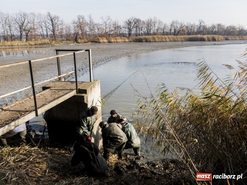 Zdjęcie w galerii na portalu naszraciborz.pl: Ruszyły odłowy ryb na Łężczoku. Za ile kupimy świątecznego karpia?  wiadomości z regionu