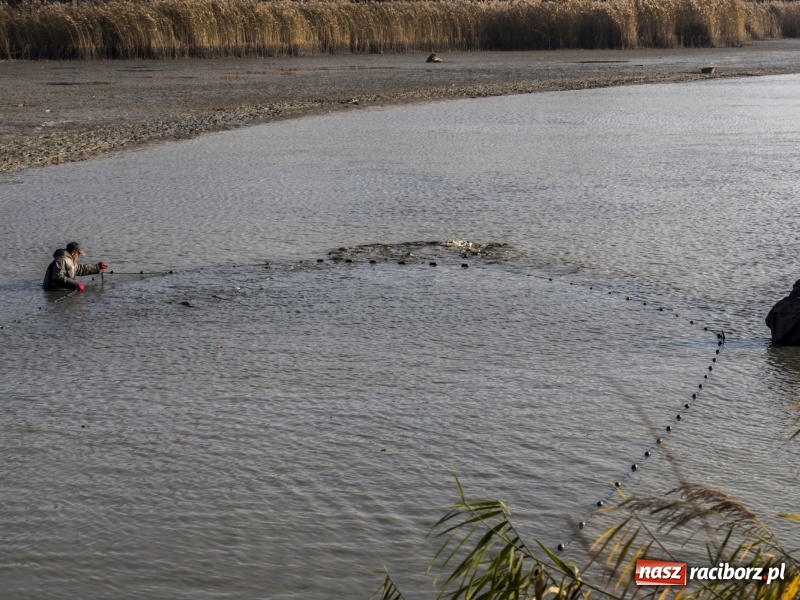 Zdjęcie w galerii na portalu naszraciborz.pl: Ruszyły odłowy ryb na Łężczoku. Za ile kupimy świątecznego karpia?  wiadomości z regionu