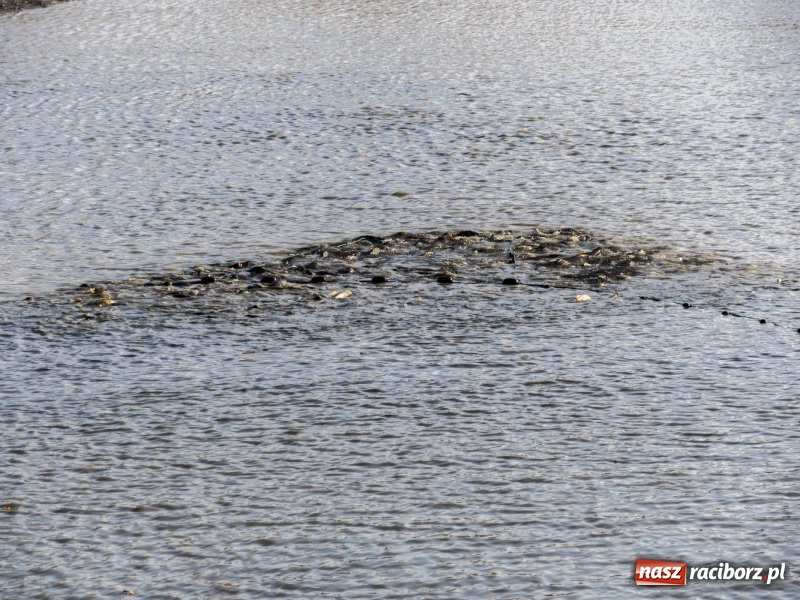 Zdjęcie w galerii na portalu naszraciborz.pl: Ruszyły odłowy ryb na Łężczoku. Za ile kupimy świątecznego karpia?  wiadomości z regionu