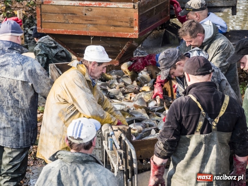Zdjęcie w galerii na portalu naszraciborz.pl: Ruszyły odłowy ryb na Łężczoku. Za ile kupimy świątecznego karpia?  wiadomości z regionu