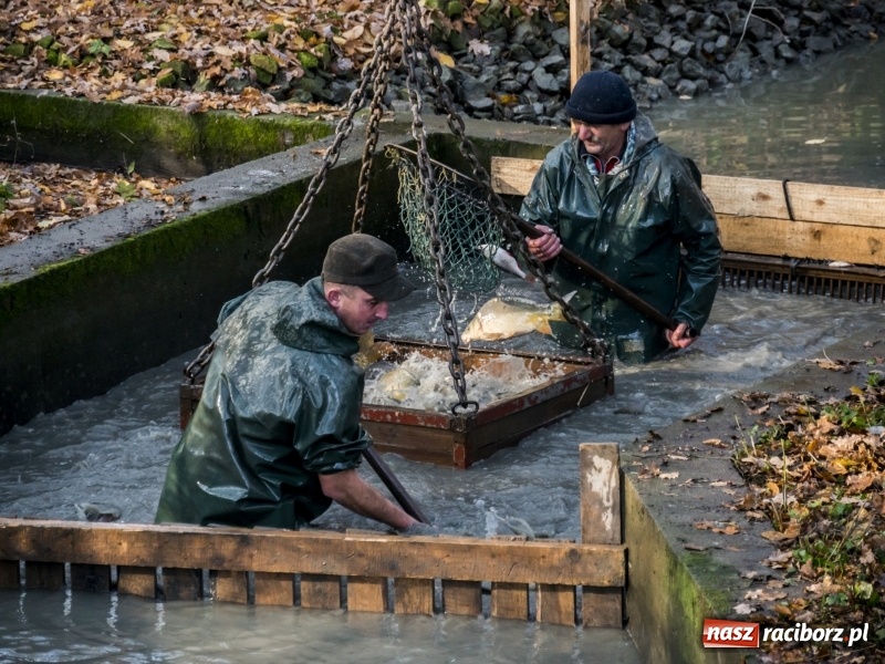 Zdjęcie w galerii na portalu naszraciborz.pl: Ruszyły odłowy ryb na Łężczoku. Za ile kupimy świątecznego karpia?  wiadomości z regionu