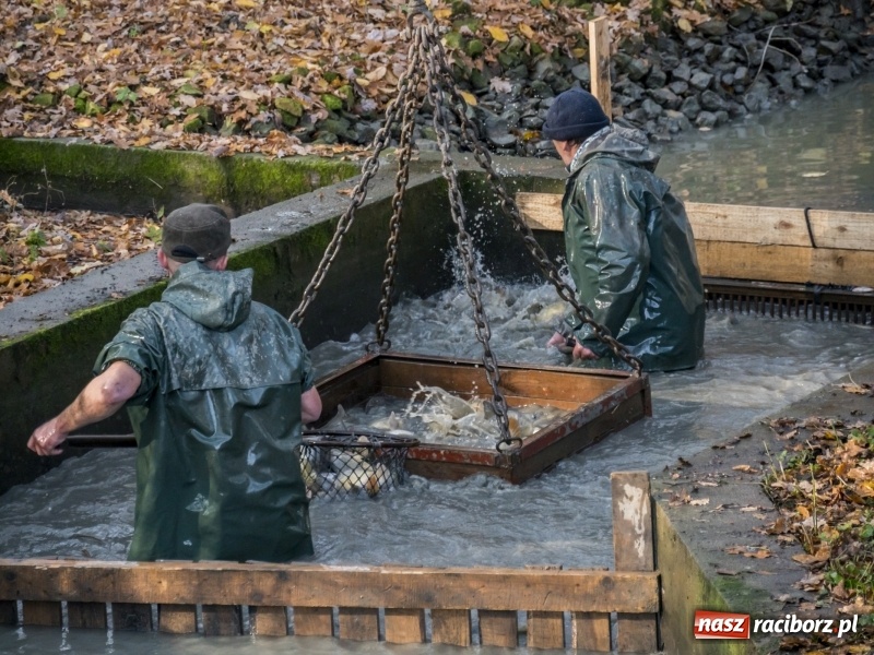 Zdjęcie w galerii na portalu naszraciborz.pl: Ruszyły odłowy ryb na Łężczoku. Za ile kupimy świątecznego karpia?  wiadomości z regionu