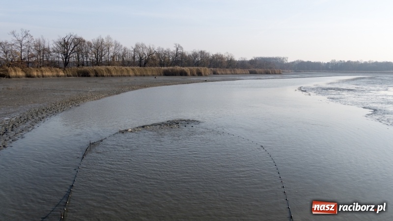 Zdjęcie w galerii na portalu naszraciborz.pl: Ruszyły odłowy ryb na Łężczoku. Za ile kupimy świątecznego karpia?  wiadomości z regionu