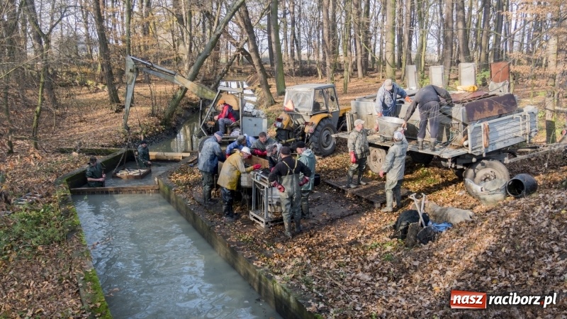 Zdjęcie w galerii na portalu naszraciborz.pl: Ruszyły odłowy ryb na Łężczoku. Za ile kupimy świątecznego karpia?  wiadomości z regionu