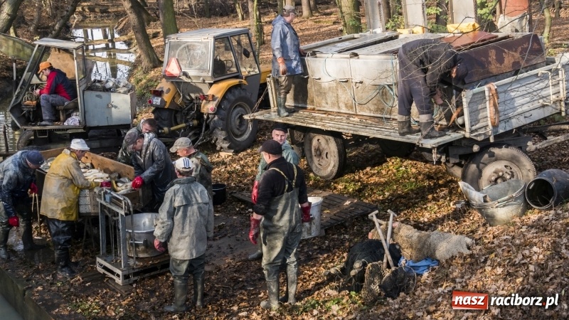 Zdjęcie w galerii na portalu naszraciborz.pl: Ruszyły odłowy ryb na Łężczoku. Za ile kupimy świątecznego karpia?  wiadomości z regionu