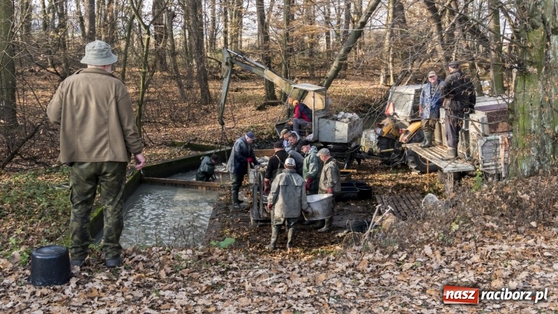 Zdjęcie w galerii na portalu naszraciborz.pl: Ruszyły odłowy ryb na Łężczoku. Za ile kupimy świątecznego karpia?  wiadomości z regionu