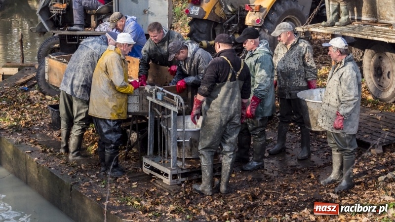 Zdjęcie w galerii na portalu naszraciborz.pl: Ruszyły odłowy ryb na Łężczoku. Za ile kupimy świątecznego karpia?  wiadomości z regionu