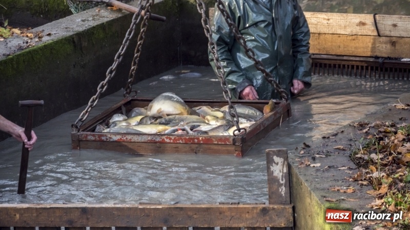 Zdjęcie w galerii na portalu naszraciborz.pl: Ruszyły odłowy ryb na Łężczoku. Za ile kupimy świątecznego karpia?  wiadomości z regionu