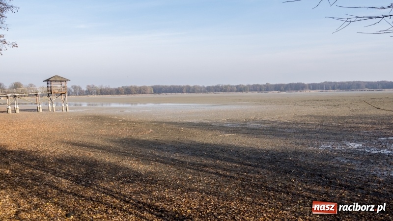 Zdjęcie w galerii na portalu naszraciborz.pl: Ruszyły odłowy ryb na Łężczoku. Za ile kupimy świątecznego karpia?  wiadomości z regionu