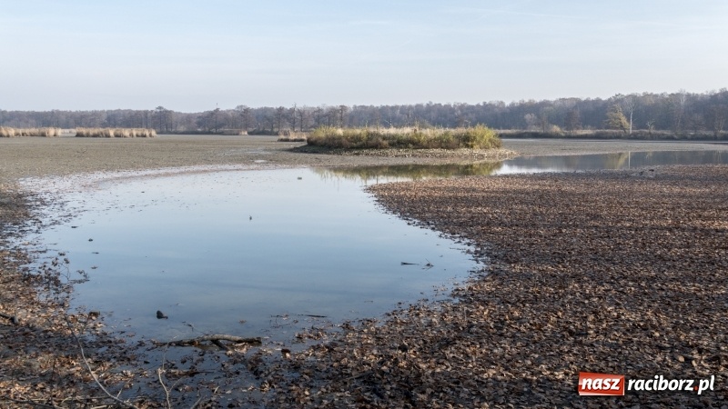 Zdjęcie w galerii na portalu naszraciborz.pl: Ruszyły odłowy ryb na Łężczoku. Za ile kupimy świątecznego karpia?  wiadomości z regionu