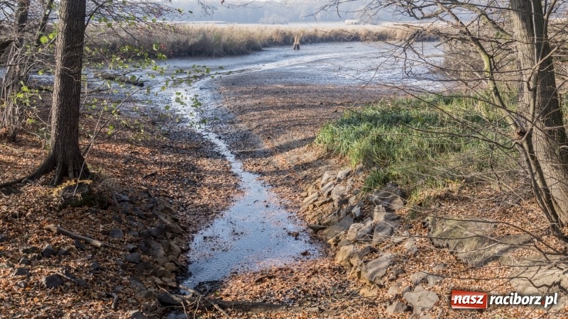 Zdjęcie w galerii na portalu naszraciborz.pl: Ruszyły odłowy ryb na Łężczoku. Za ile kupimy świątecznego karpia?  wiadomości z regionu