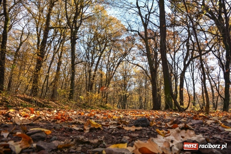 Zdjęcie w galerii na portalu naszraciborz.pl: W Raciborzu możesz poczuć się jak w górach [FOTO] wiadomości z regionu