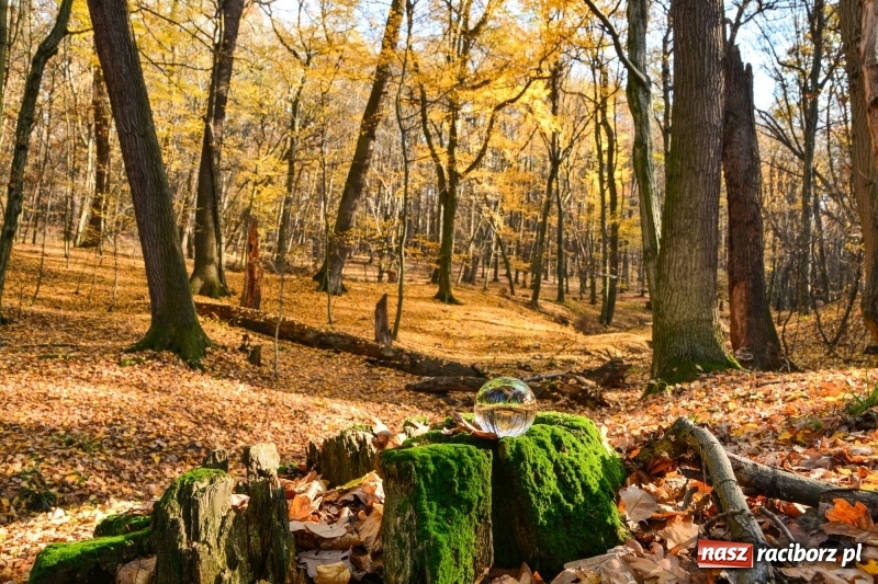 Zdjęcie w galerii na portalu naszraciborz.pl: W Raciborzu możesz poczuć się jak w górach [FOTO] wiadomości z regionu