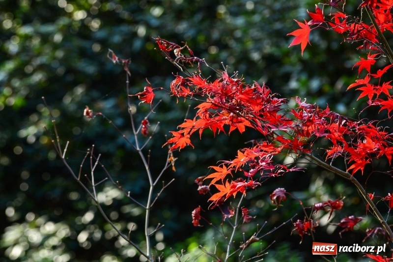 Zdjęcie w galerii na portalu naszraciborz.pl: W Raciborzu możesz poczuć się jak w górach [FOTO] wiadomości z regionu