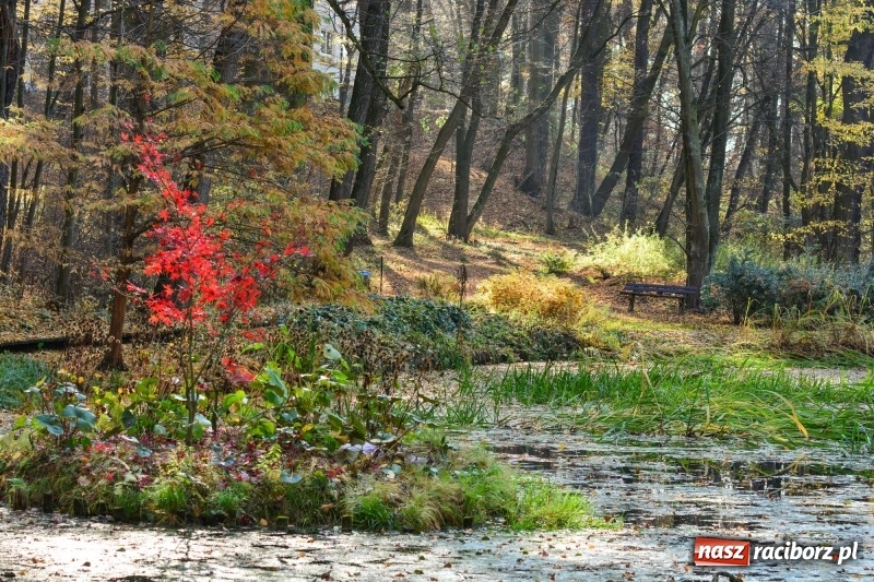 Zdjęcie w galerii na portalu naszraciborz.pl: W Raciborzu możesz poczuć się jak w górach [FOTO] wiadomości z regionu