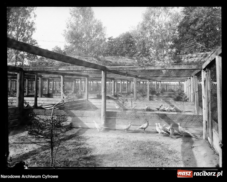 Zdjęcie w galerii na portalu naszraciborz.pl: Odłów ryb i polowania na Łężczoku sto lat temu  wiadomości z regionu