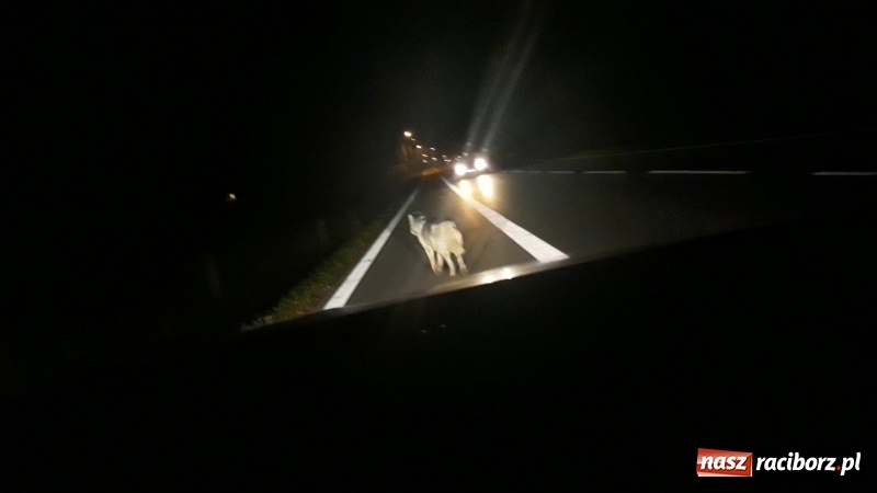 Zdjęcie w galerii na portalu naszraciborz.pl: Wilki w Raciborzu Brzeziu? wiadomości z regionu