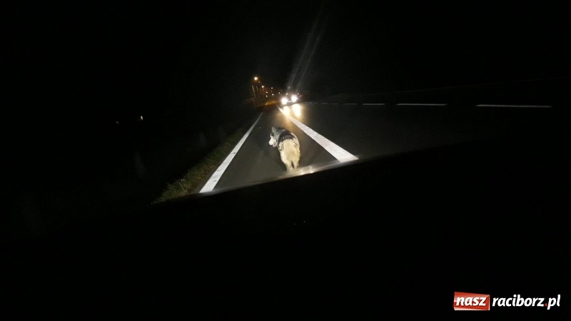 Zdjęcie w galerii na portalu naszraciborz.pl: Wilki w Raciborzu Brzeziu? wiadomości z regionu