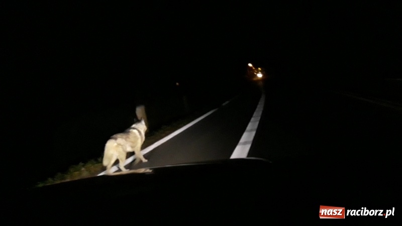 Zdjęcie w galerii na portalu naszraciborz.pl: Wilki w Raciborzu Brzeziu? wiadomości z regionu