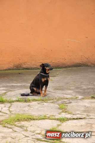 Zdjęcie w galerii na portalu naszraciborz.pl: Najmłodsi świętowali u pograniczników wiadomości z regionu