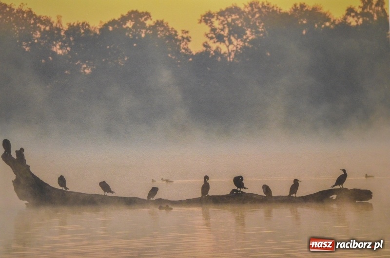 Zdjęcie w galerii na portalu naszraciborz.pl: Ciekawe okazy przyrodnicze Raciborza i powiatu. Rozstrzygnięcie konkursu fotograficznego w MiPBP wiadomości z regionu