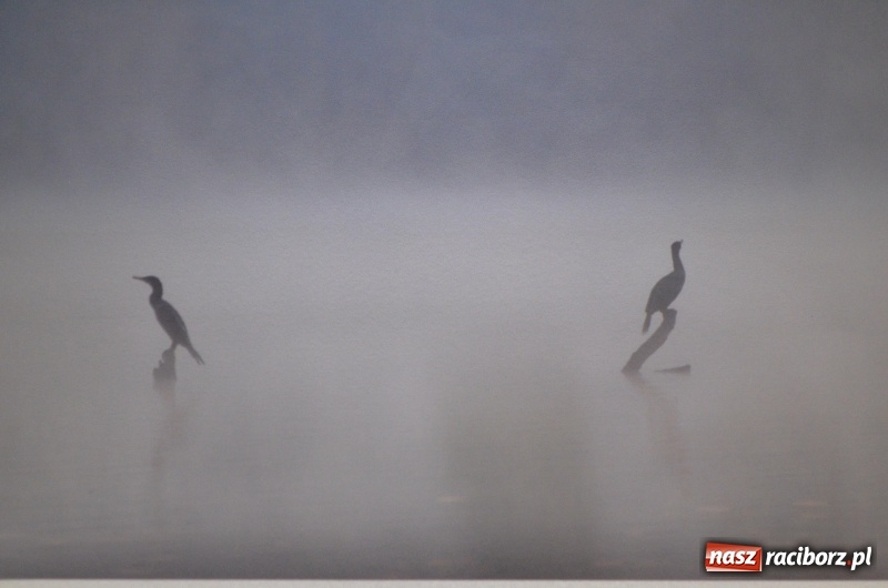 Zdjęcie w galerii na portalu naszraciborz.pl: Ciekawe okazy przyrodnicze Raciborza i powiatu. Rozstrzygnięcie konkursu fotograficznego w MiPBP wiadomości z regionu