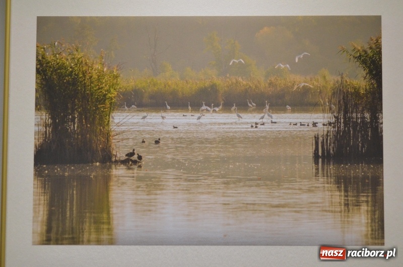 Zdjęcie w galerii na portalu naszraciborz.pl: Ciekawe okazy przyrodnicze Raciborza i powiatu. Rozstrzygnięcie konkursu fotograficznego w MiPBP wiadomości z regionu