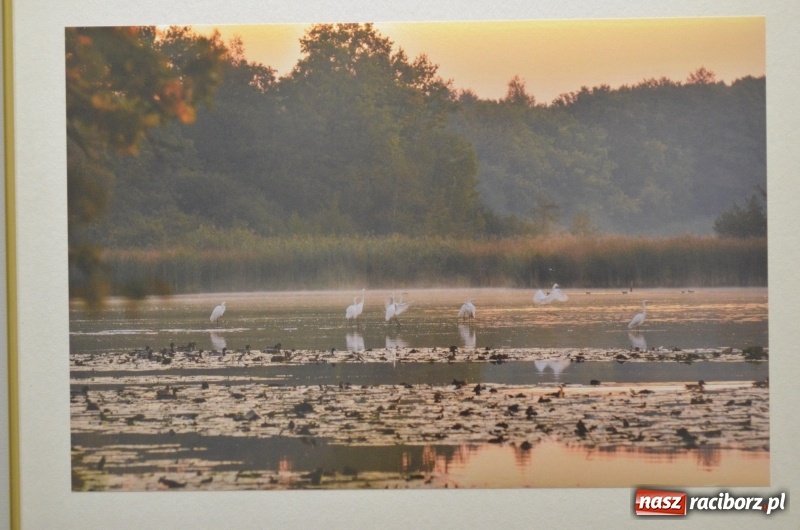 Zdjęcie w galerii na portalu naszraciborz.pl: Ciekawe okazy przyrodnicze Raciborza i powiatu. Rozstrzygnięcie konkursu fotograficznego w MiPBP wiadomości z regionu