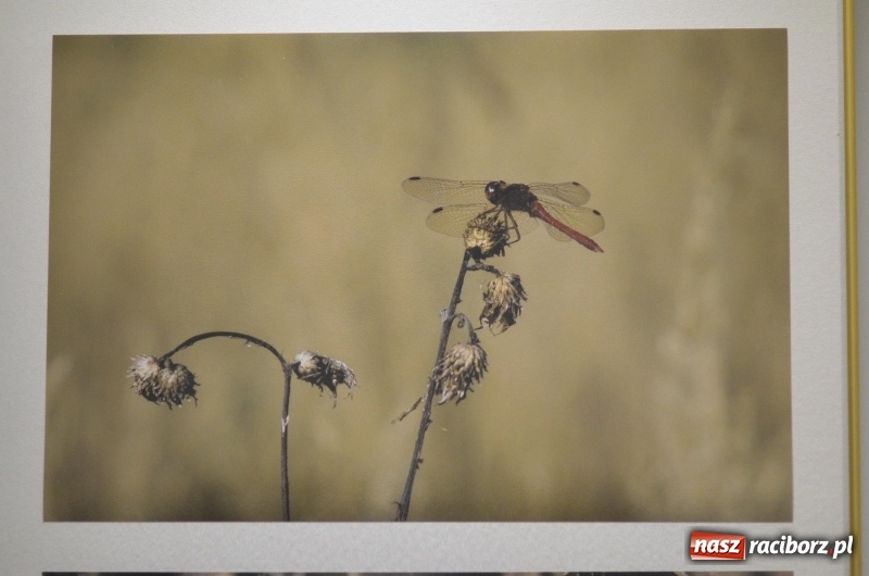 Zdjęcie w galerii na portalu naszraciborz.pl: Ciekawe okazy przyrodnicze Raciborza i powiatu. Rozstrzygnięcie konkursu fotograficznego w MiPBP wiadomości z regionu