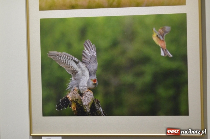 Zdjęcie w galerii na portalu naszraciborz.pl: Ciekawe okazy przyrodnicze Raciborza i powiatu. Rozstrzygnięcie konkursu fotograficznego w MiPBP wiadomości z regionu