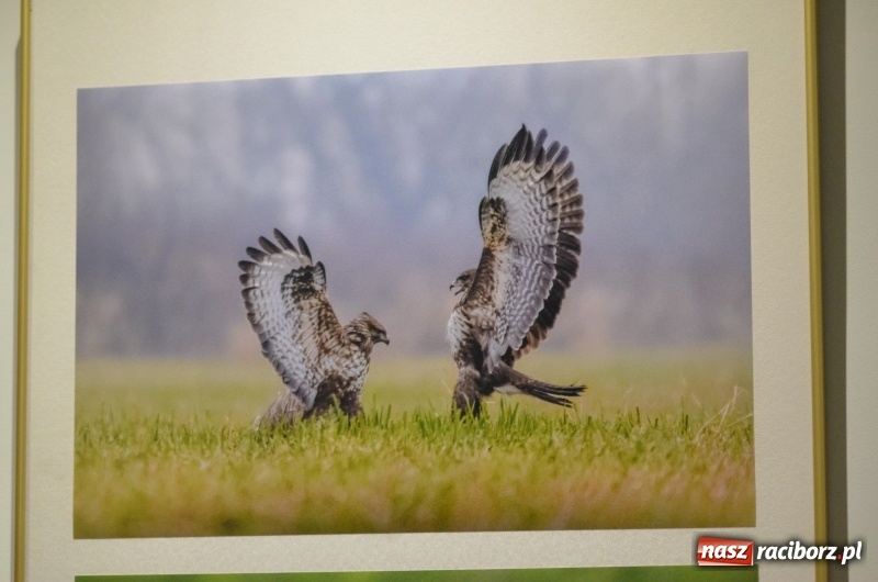 Zdjęcie w galerii na portalu naszraciborz.pl: Ciekawe okazy przyrodnicze Raciborza i powiatu. Rozstrzygnięcie konkursu fotograficznego w MiPBP wiadomości z regionu