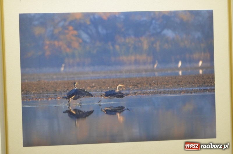 Zdjęcie w galerii na portalu naszraciborz.pl: Ciekawe okazy przyrodnicze Raciborza i powiatu. Rozstrzygnięcie konkursu fotograficznego w MiPBP wiadomości z regionu