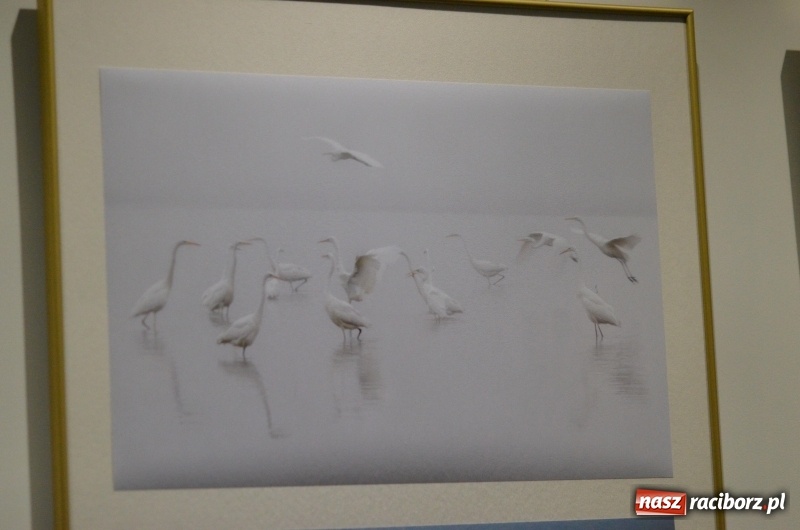 Zdjęcie w galerii na portalu naszraciborz.pl: Ciekawe okazy przyrodnicze Raciborza i powiatu. Rozstrzygnięcie konkursu fotograficznego w MiPBP wiadomości z regionu