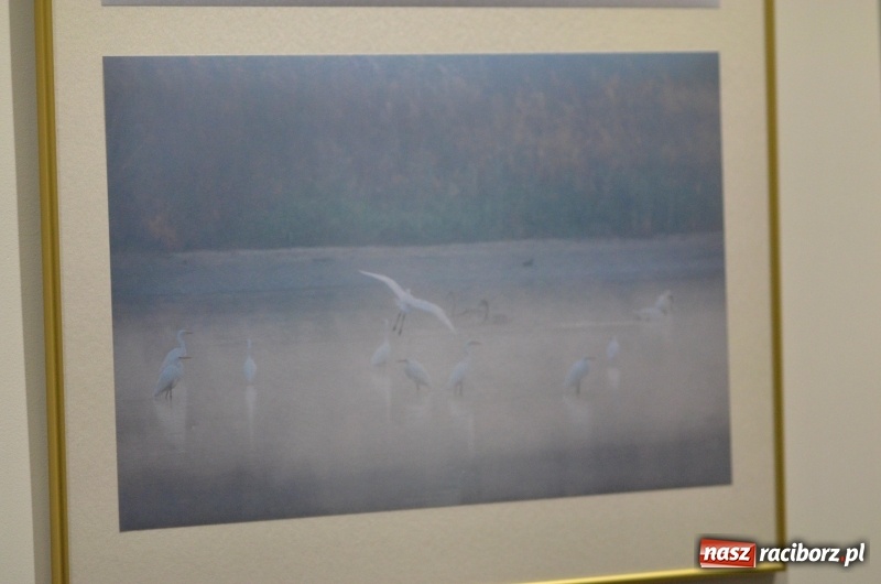 Zdjęcie w galerii na portalu naszraciborz.pl: Ciekawe okazy przyrodnicze Raciborza i powiatu. Rozstrzygnięcie konkursu fotograficznego w MiPBP wiadomości z regionu