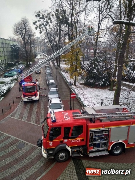 Zdjęcie w galerii na portalu naszraciborz.pl: Strażacy uratowali przy zamku... wronę FOTO wiadomości z regionu