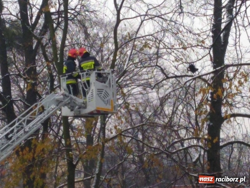 Zdjęcie w galerii na portalu naszraciborz.pl: Strażacy uratowali przy zamku... wronę FOTO wiadomości z regionu