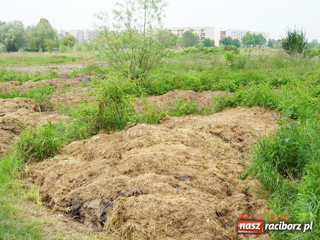 Zdjęcie w galerii na portalu naszraciborz.pl: Na Ostrogu powstała kompostownia? wiadomości z regionu
