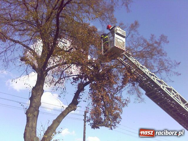 Zdjęcie w galerii na portalu naszraciborz.pl: Powiało i zamieszało wiadomości z regionu
