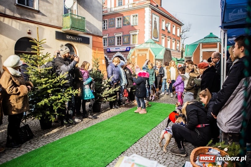 Zdjęcie w galerii na portalu naszraciborz.pl: II Festiwal Ubranek – psia moda w roli głównej FOTO i WIDEO wiadomości z regionu