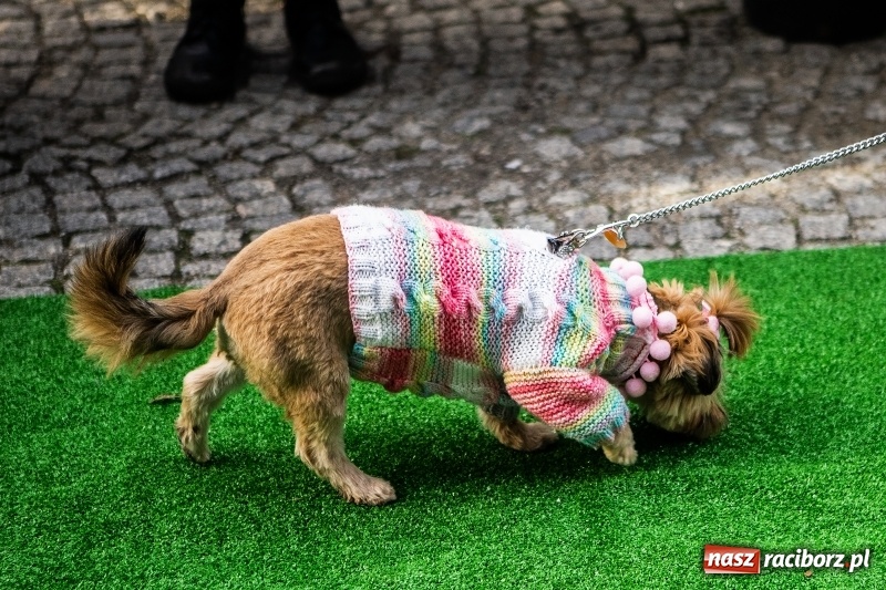 Zdjęcie w galerii na portalu naszraciborz.pl: II Festiwal Ubranek – psia moda w roli głównej FOTO i WIDEO wiadomości z regionu