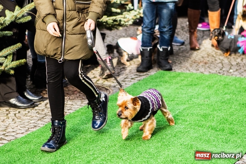 Zdjęcie w galerii na portalu naszraciborz.pl: II Festiwal Ubranek – psia moda w roli głównej FOTO i WIDEO wiadomości z regionu