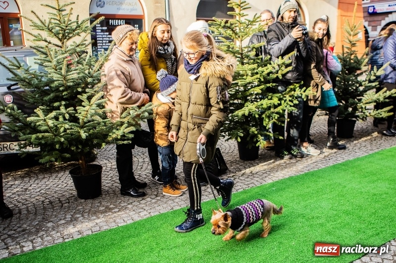 Zdjęcie w galerii na portalu naszraciborz.pl: II Festiwal Ubranek – psia moda w roli głównej FOTO i WIDEO wiadomości z regionu