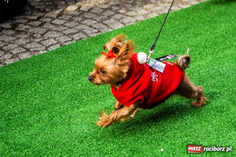 Zdjęcie w galerii na portalu naszraciborz.pl: II Festiwal Ubranek – psia moda w roli głównej FOTO i WIDEO wiadomości z regionu