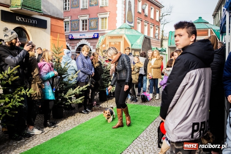 Zdjęcie w galerii na portalu naszraciborz.pl: II Festiwal Ubranek – psia moda w roli głównej FOTO i WIDEO wiadomości z regionu
